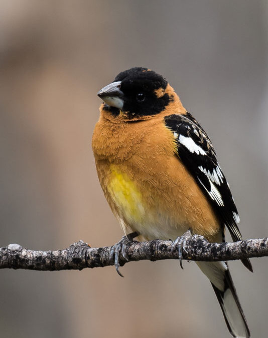 Black Headed Grosbeak, La Plata Canyon, CO