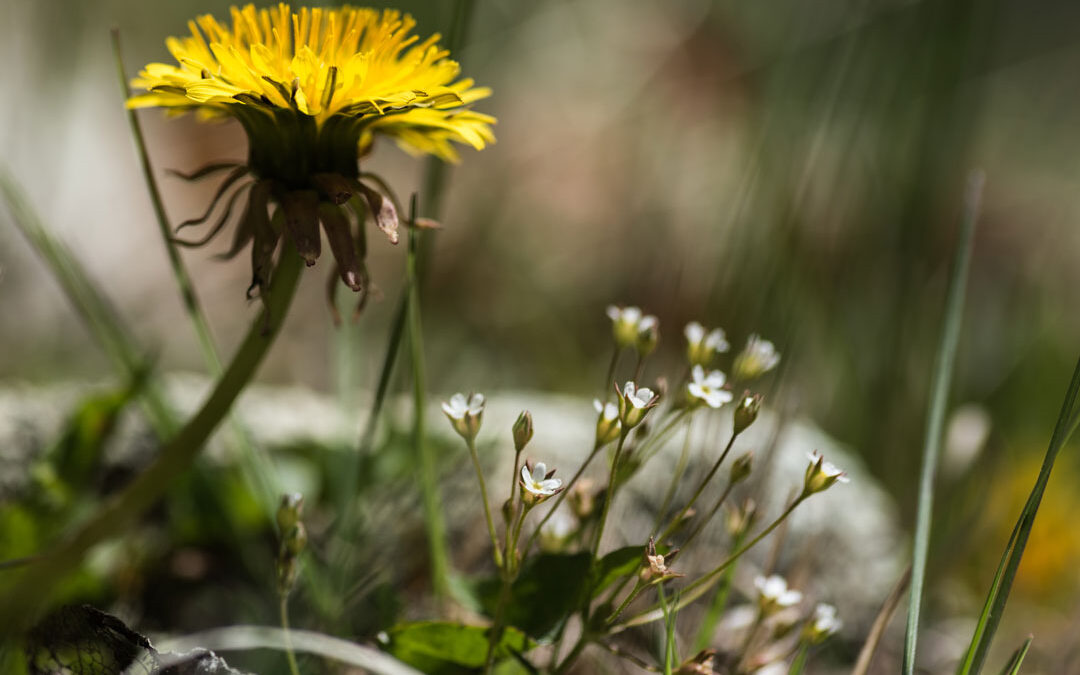 Dandelion Macro, La Plata Canyon, CO