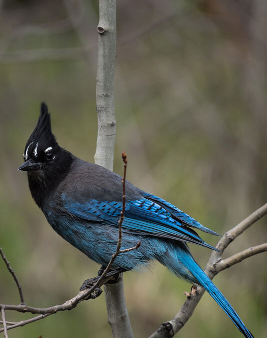 Stellar’s Jay, La Plata Canyon, CO