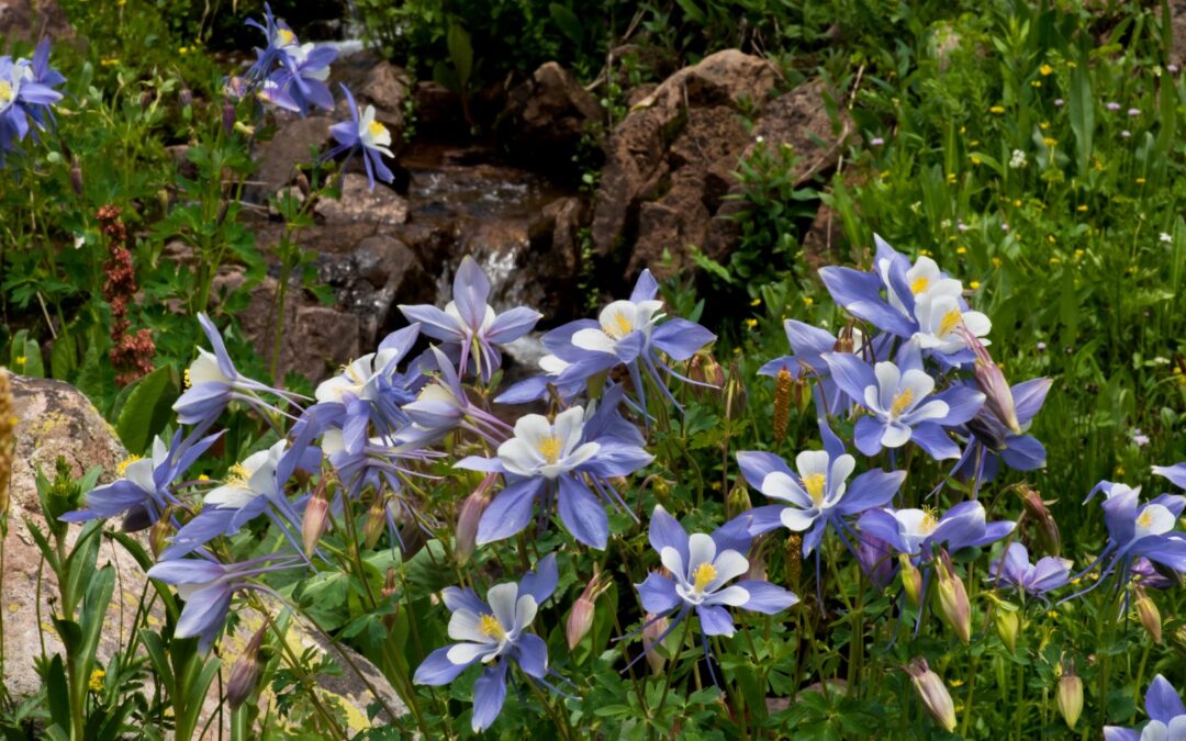 Columbine – La Plata Canyon, CO