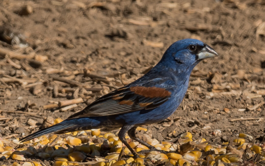 Blue Grosbeak, Waterflow, NM