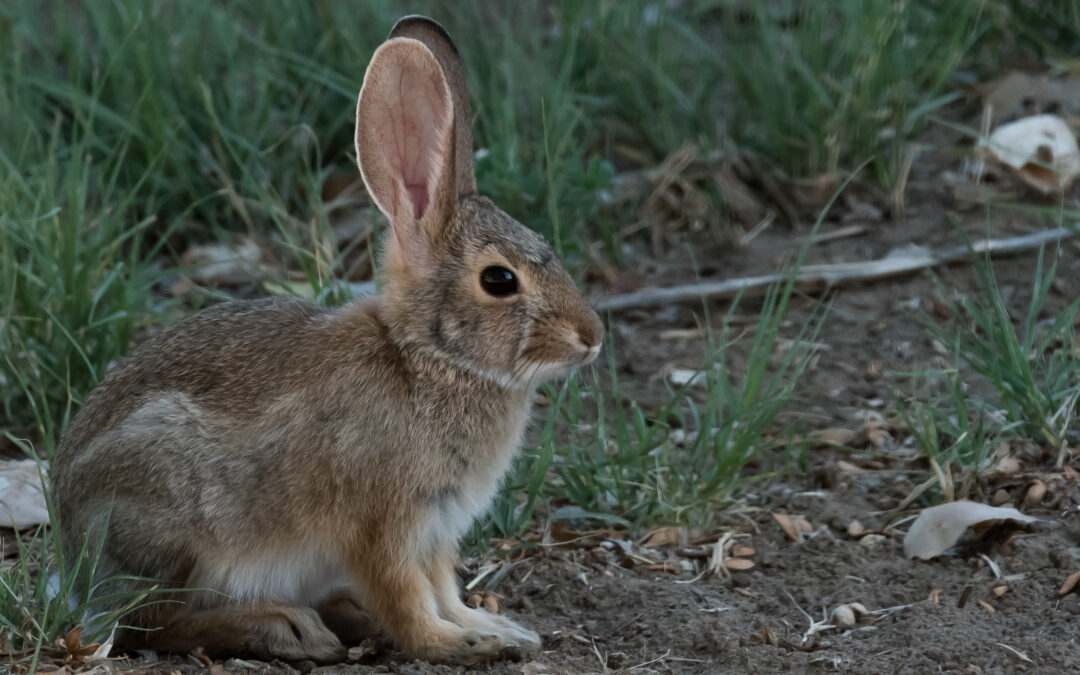 Baby Cottontail, Waterflow, NM