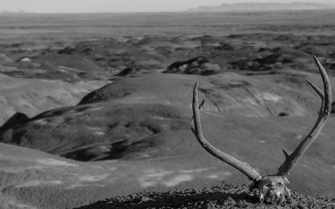 Burnham, NM Badlands and Mule Deer Skull