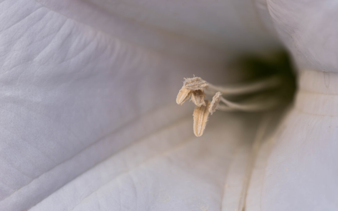 Moon Flower Detail