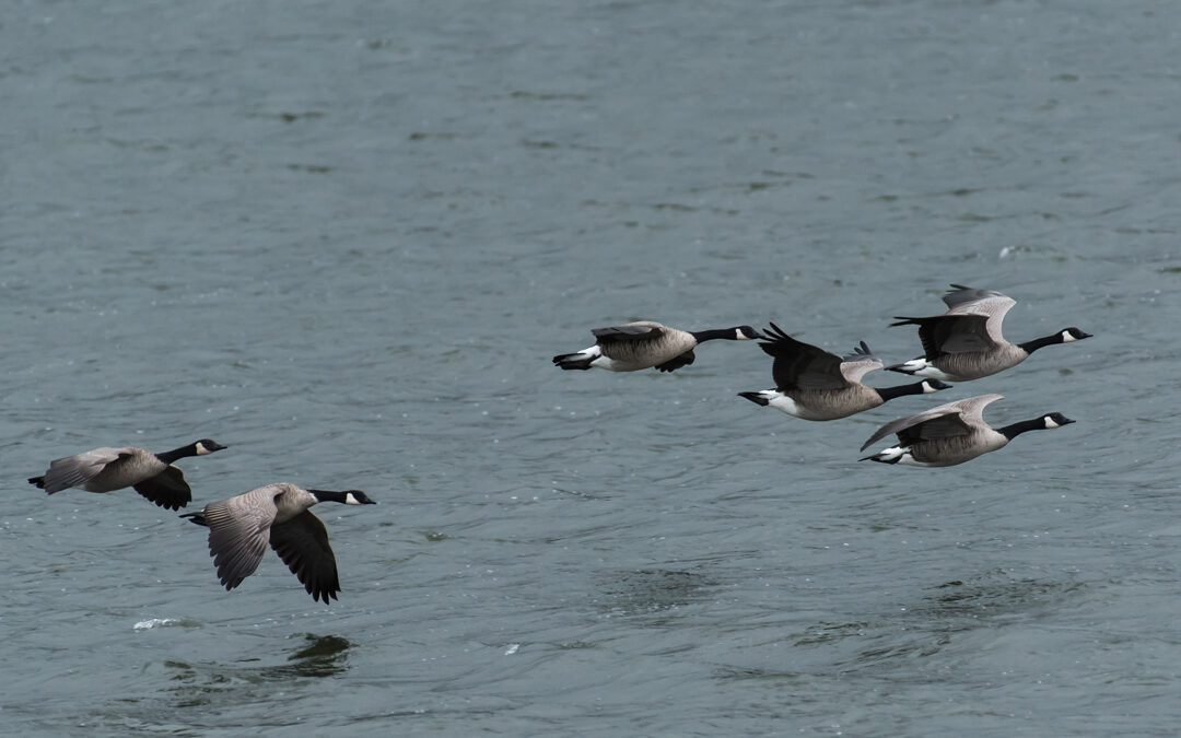 Canadian Geese in Flight, Williams Lake, CO