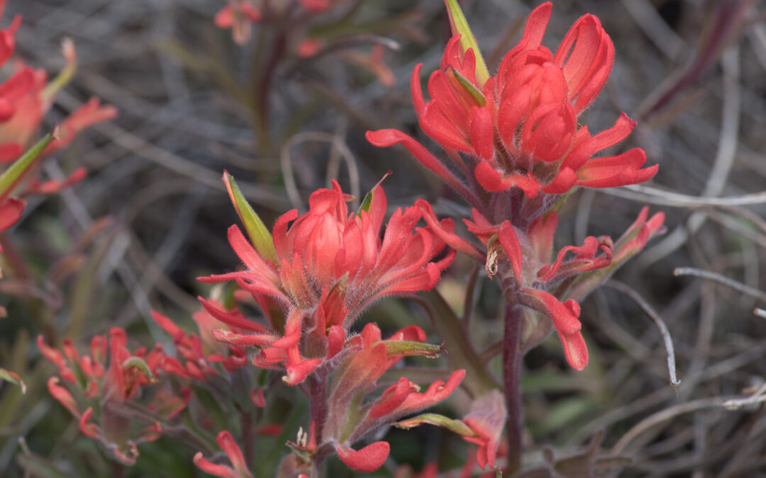 Indian Paintbrush, Valley of the Gods, UT