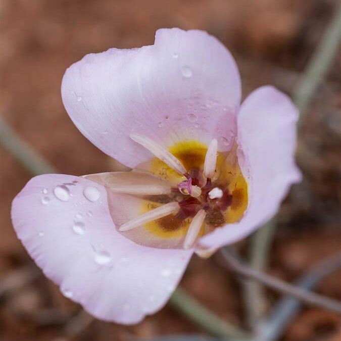 After the Shower – Macro