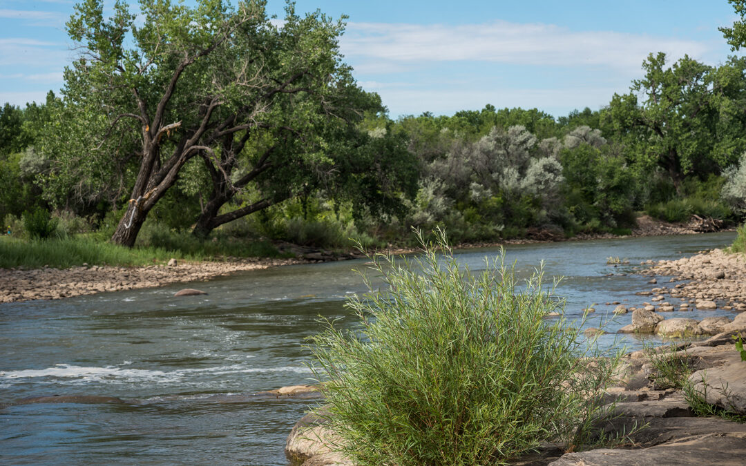 Animas River, Berg Park – Farmington, NM