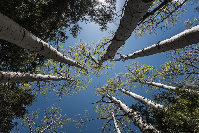 Aspens, La Plata Canyon, CO