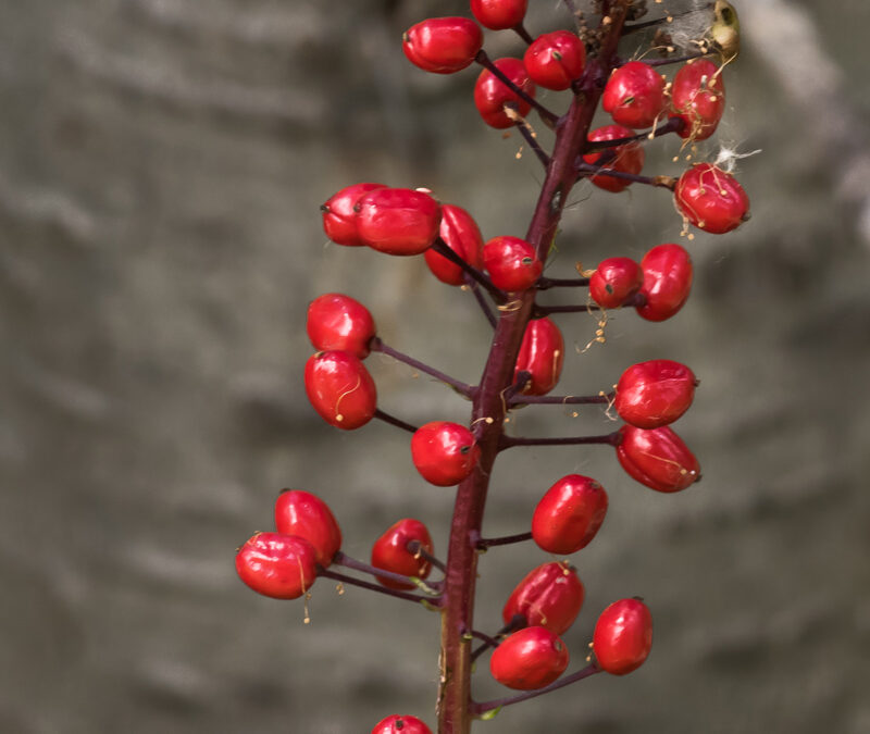 La Plata Canyon, CO – Berries Against Spruce Bark