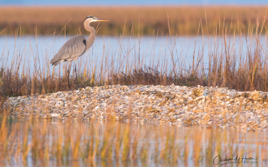 Blue Heron-1