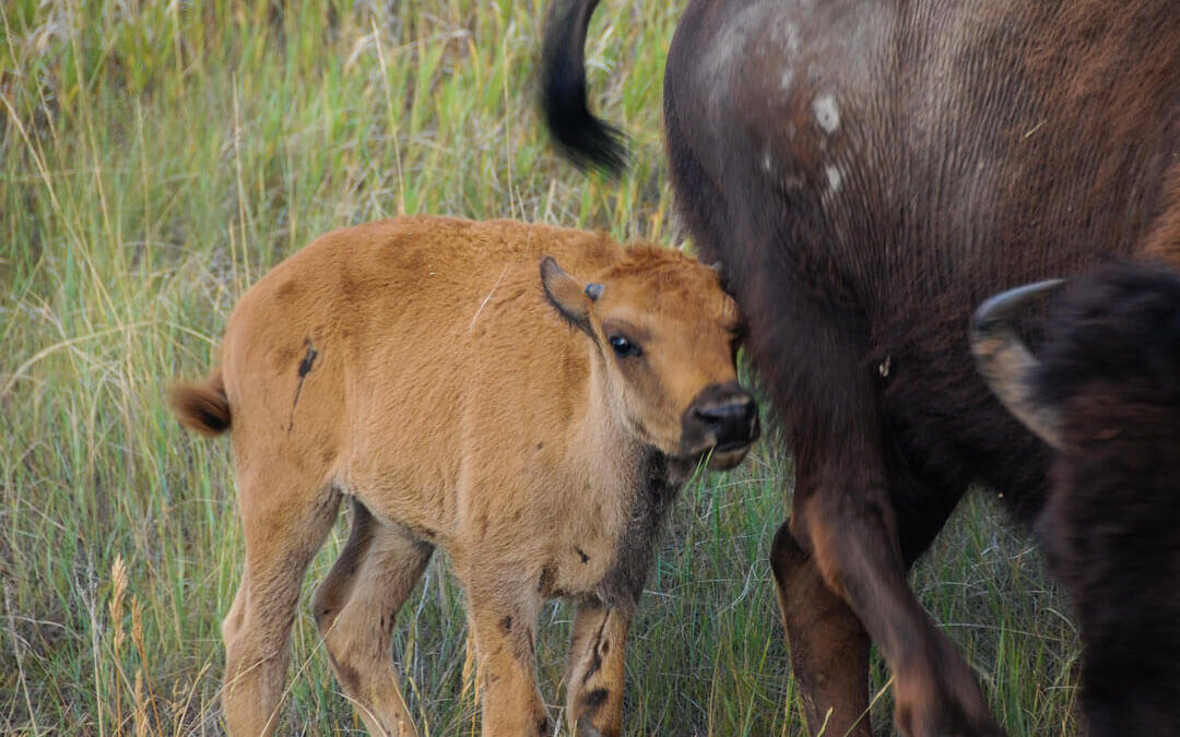 Buffalo Calf, North Unit, Theodore Roosevelt National Park, ND