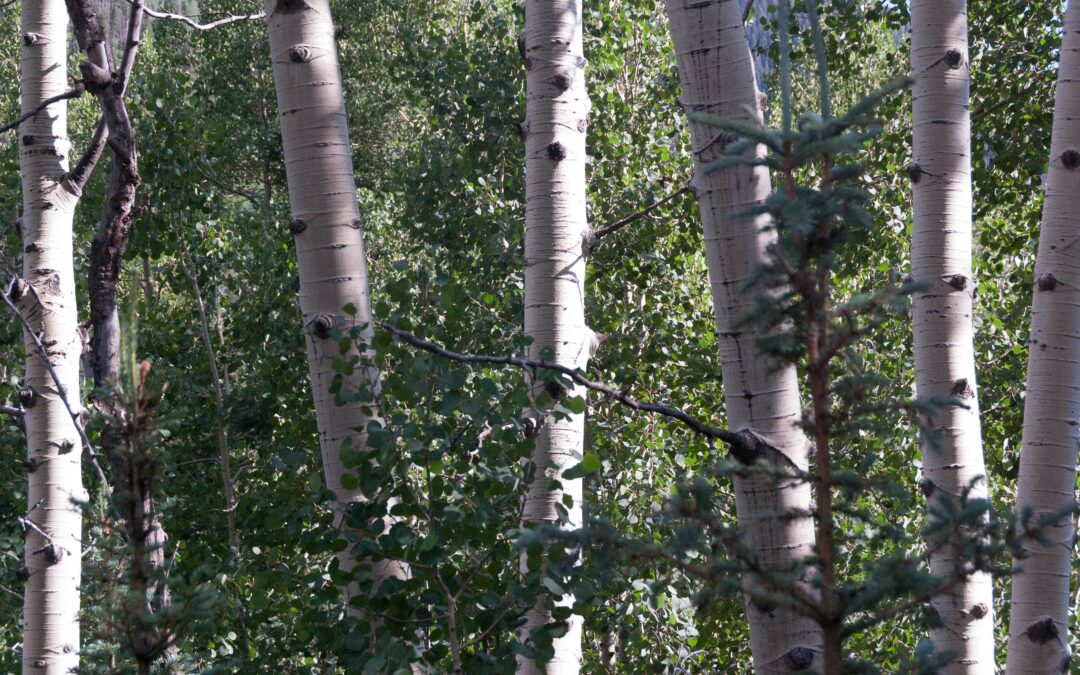 Cabin Aspens