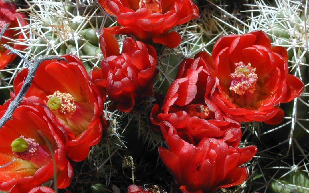 Claret Cup Blossoms