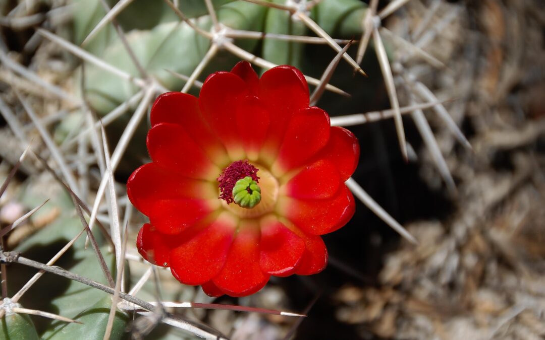 Claret Cup Cactus