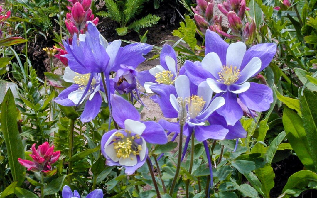 Colorado Columbines