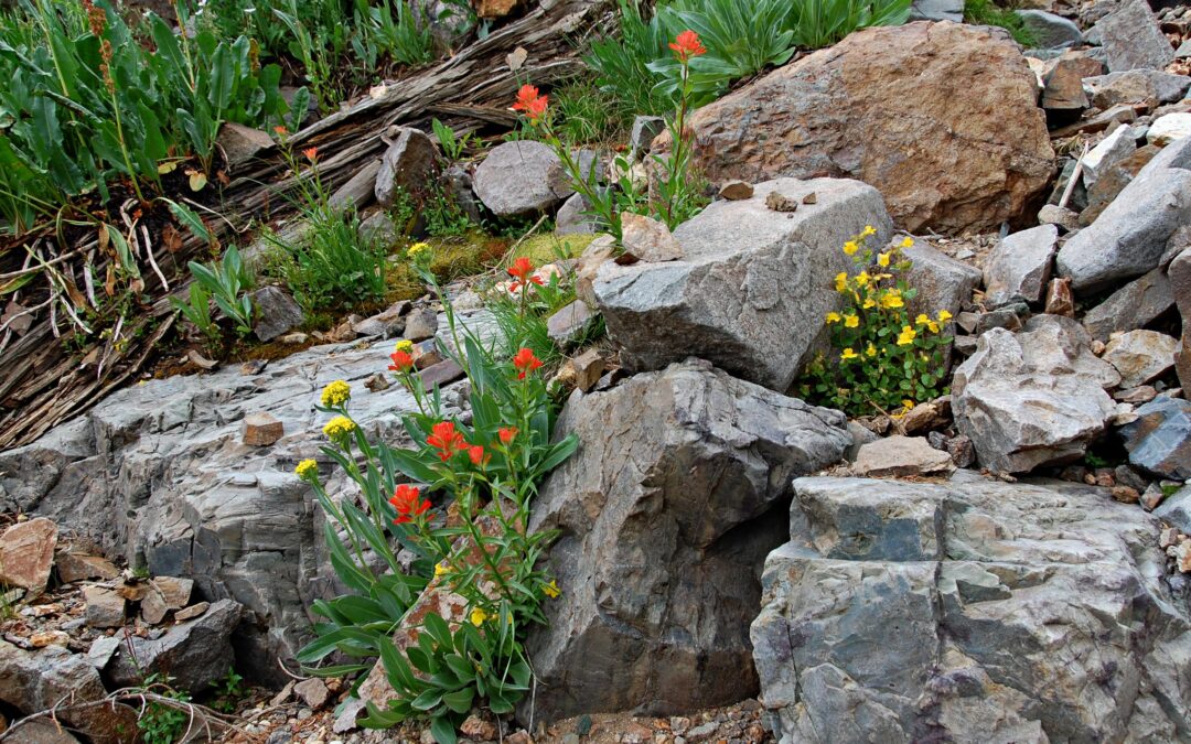 Colorado Flowers