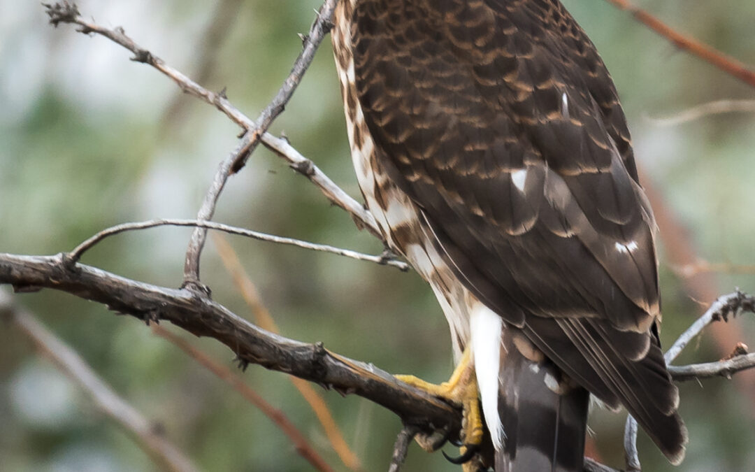 Cooper’s Hawk, Farmington, NM