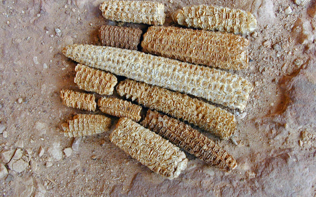 Anasazi Corn Cobs, Grand Gulch, UT