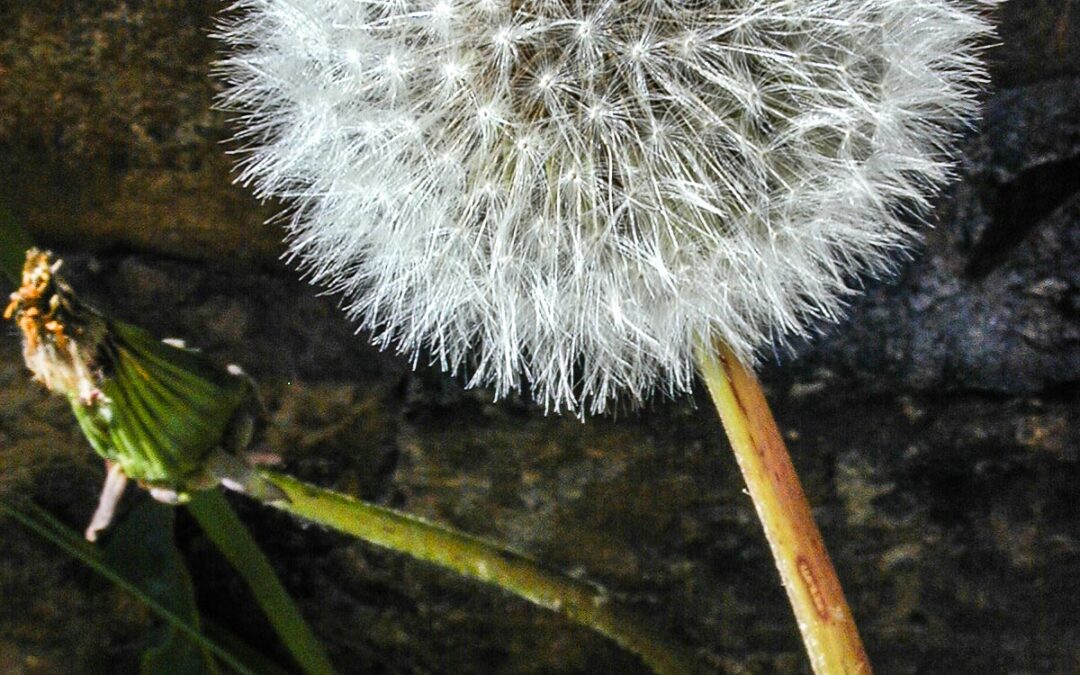 Dandelion