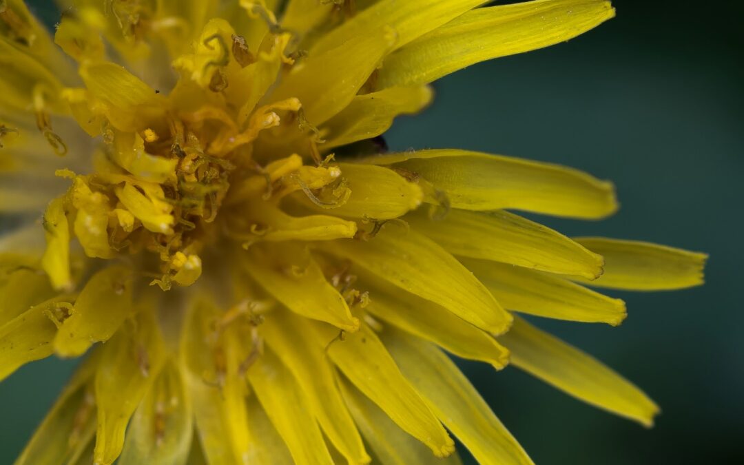 Dandelion, Backyard Macro