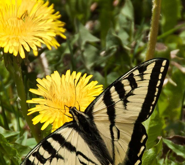 Dandelion Butterfly, La Plata Canyon, CO