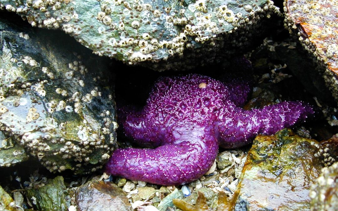 Starfish, Deep Cove, BC Canada