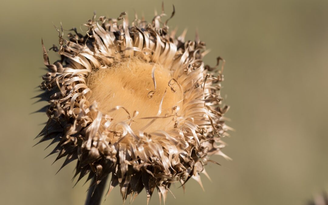 Dry Flower, Jemez Mountains, NM