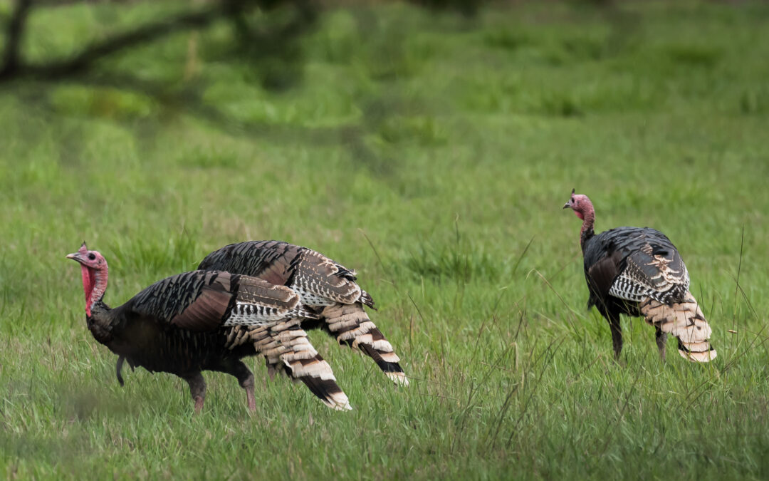 Wild Turkeys, Valmora, NM