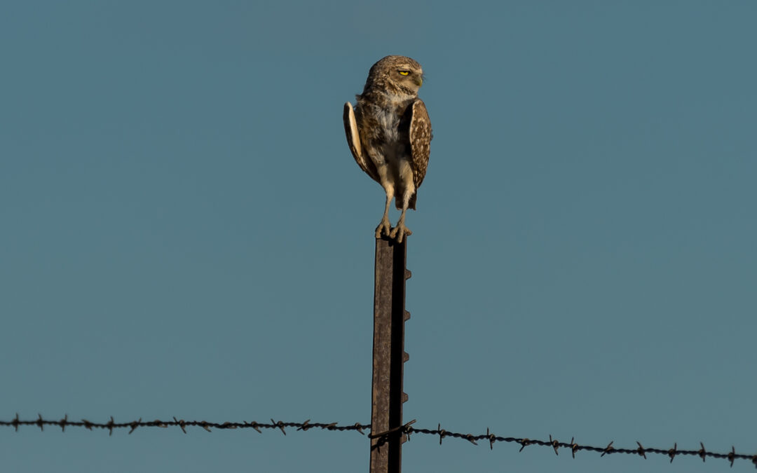 Burrowing Owl at Sunset