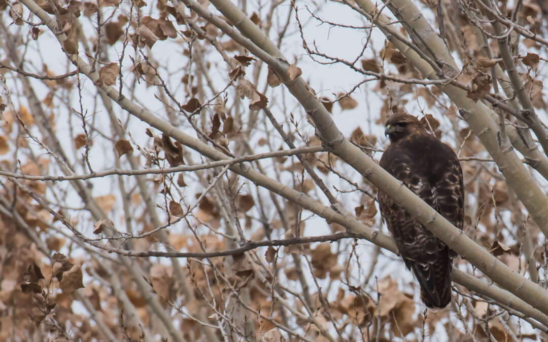 Female Harrier Hawk, Bosque del Apache, NM