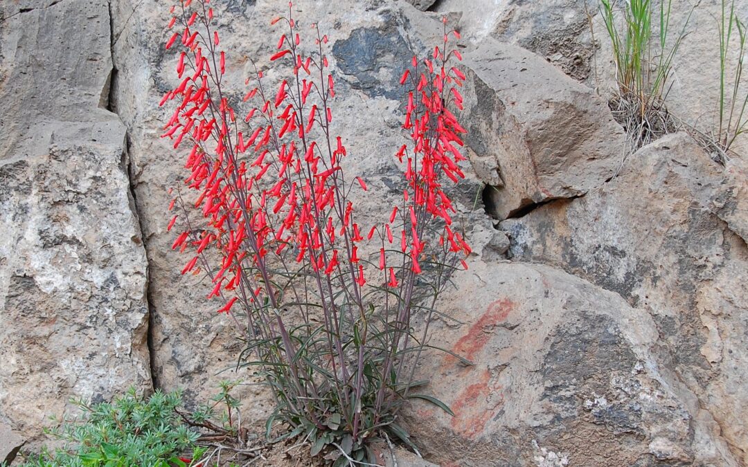 Firecracker Penstemon