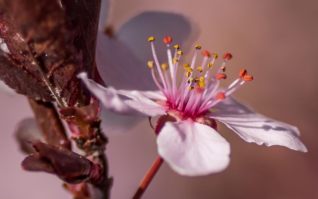 Flowering Crab