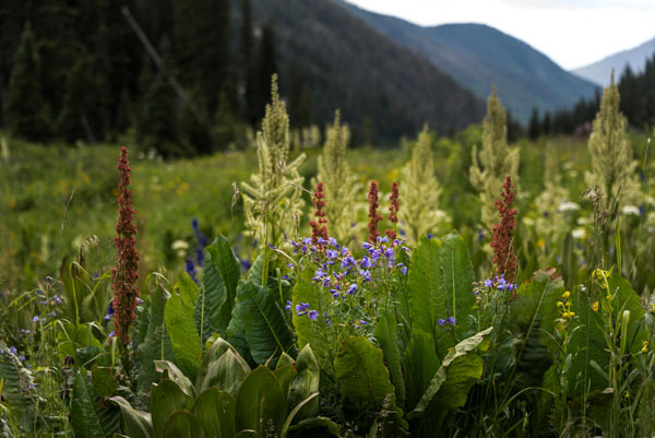 Flowers-Looking-Down-La-Plata-Canyon-600