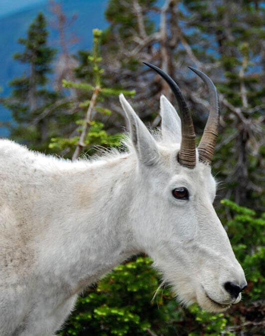 Mountain Goat, Glacier National Park, MT