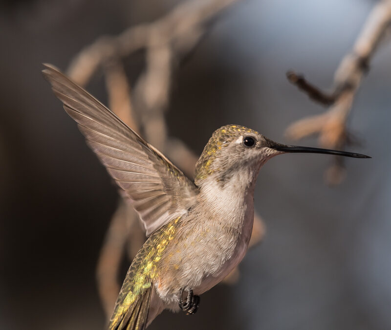 Hummingbird Mid-Flight, Sims Mesa, NM