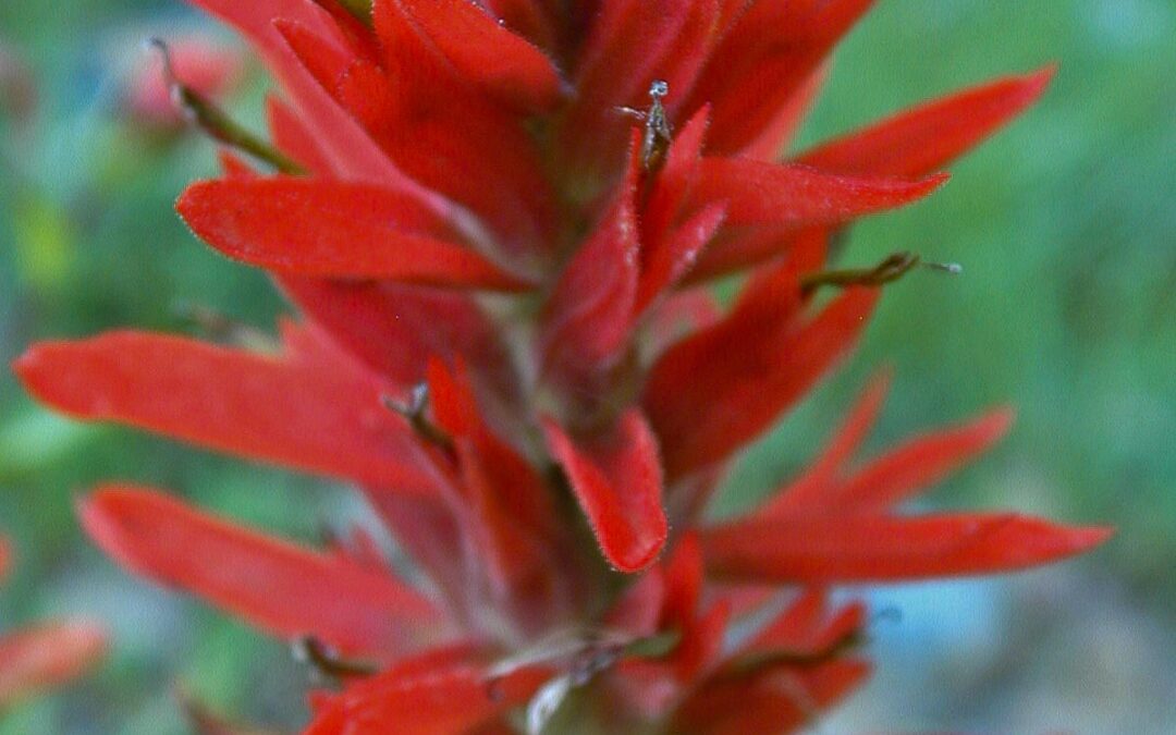 Indian Paint Brush, Lemhi Pass, MT