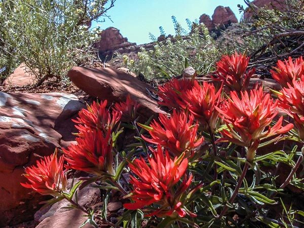 Indian-Paintbrush-Valley-of-the-Gods-UT