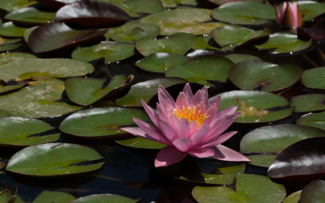 Water Lilly, Kimberly Estate, Redlands, CA