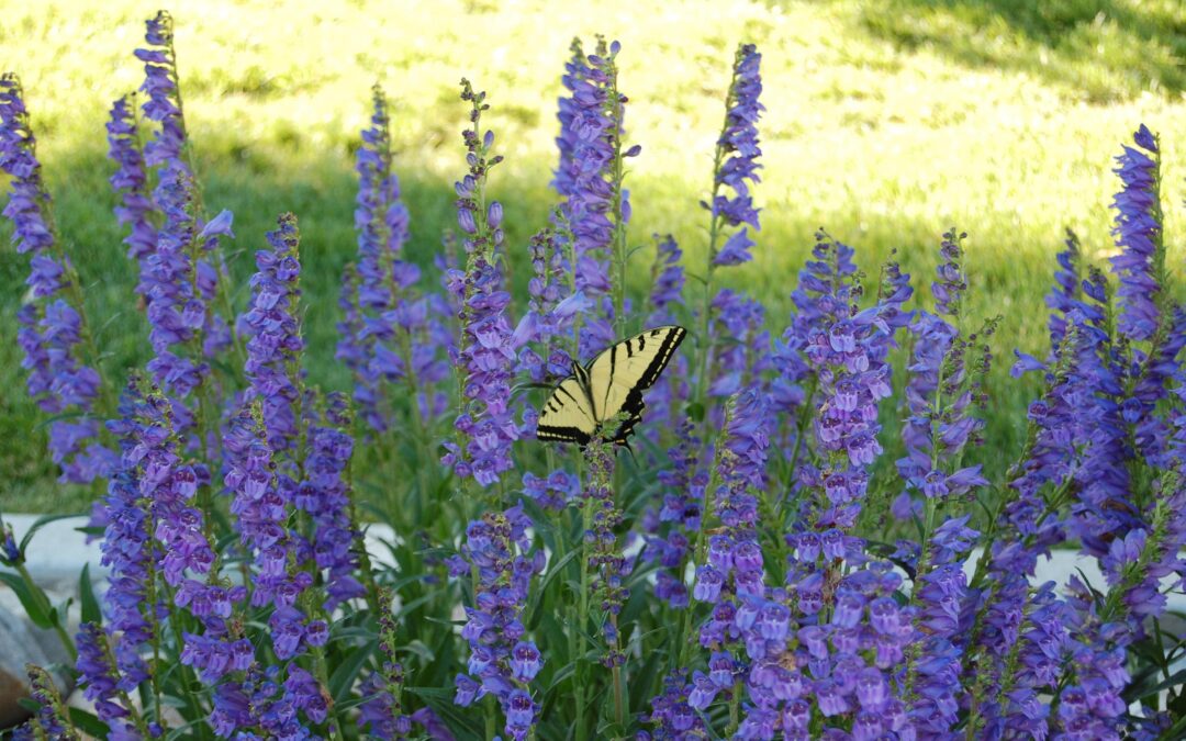 Penstemon and Butterfly, Farmington, NM