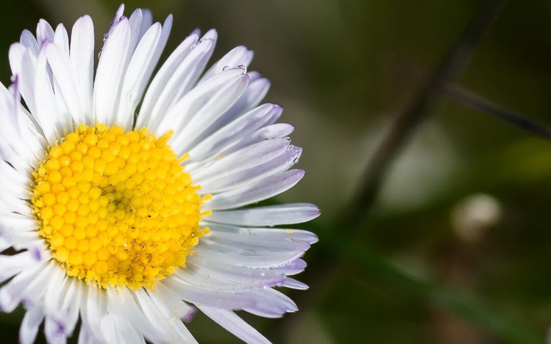 Macro Flower