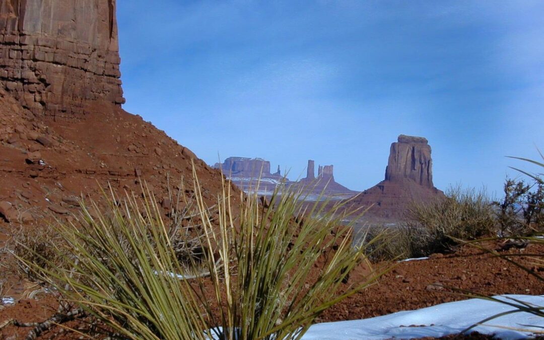 Yucca, Monument Valley, AZ