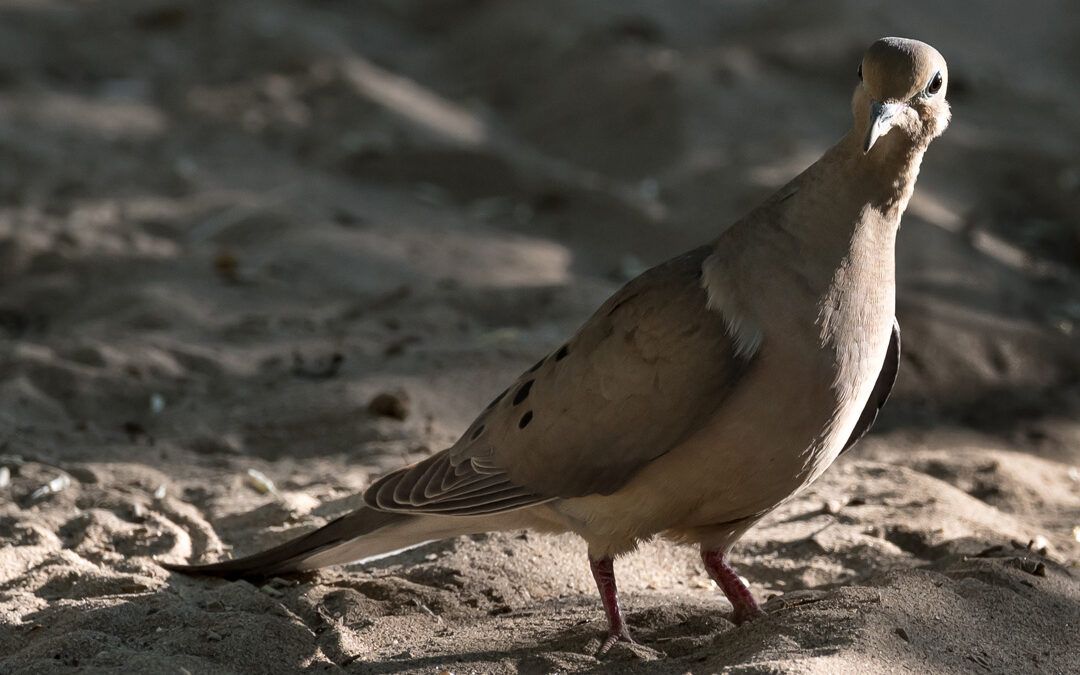 Mourning Dove, Berg Park, Farmington, NM