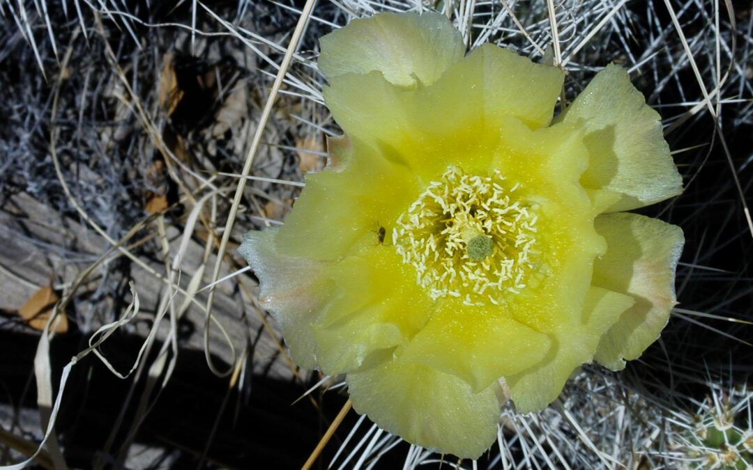 Prickly Pear Blossoms, Ojito Wilderness, NM