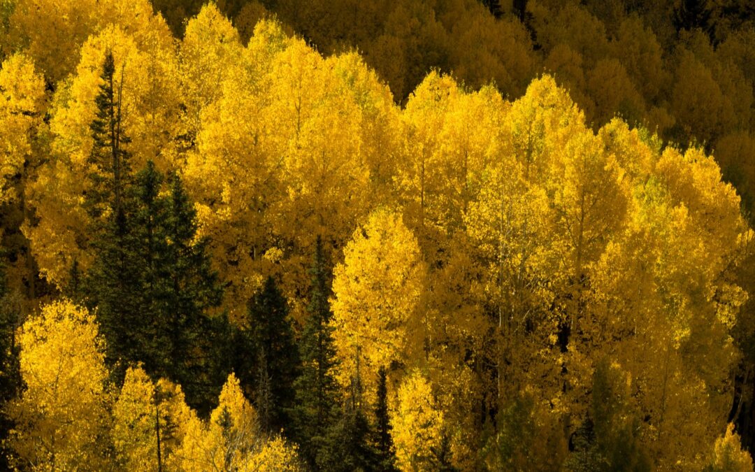 Ophir CO Aspens