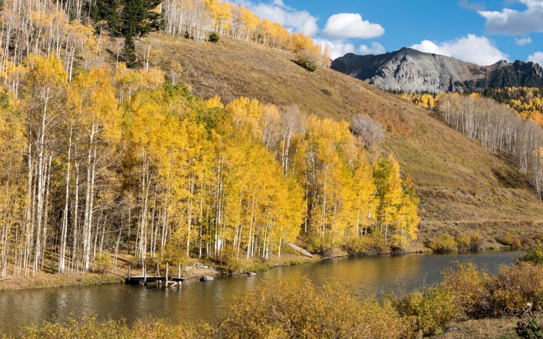 Aspen Leaves, Ophir, CO