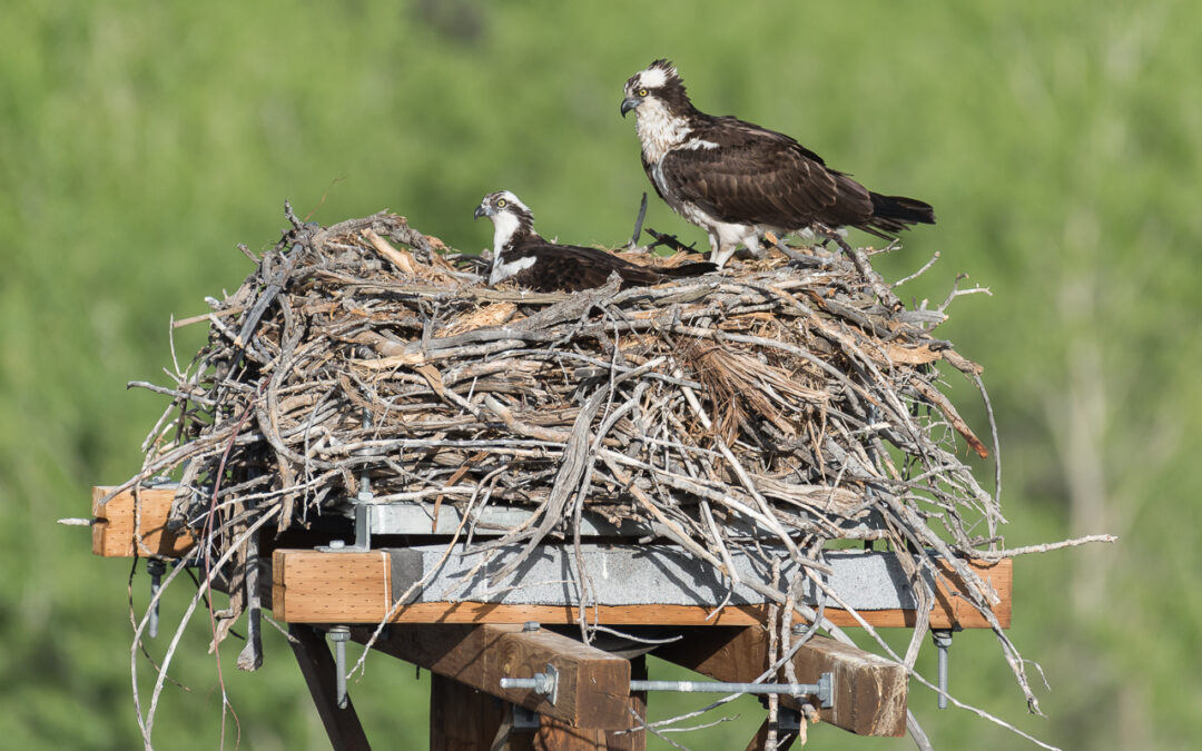 Osprey-1, San Juan River, NM