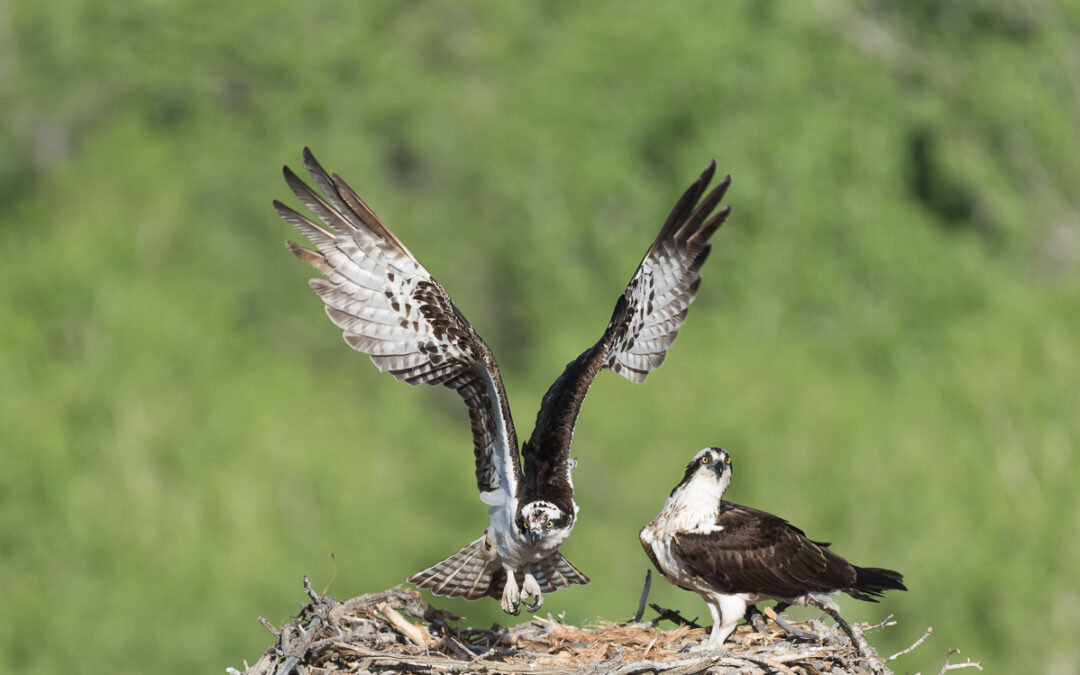 Osprey, San Juan River, NM