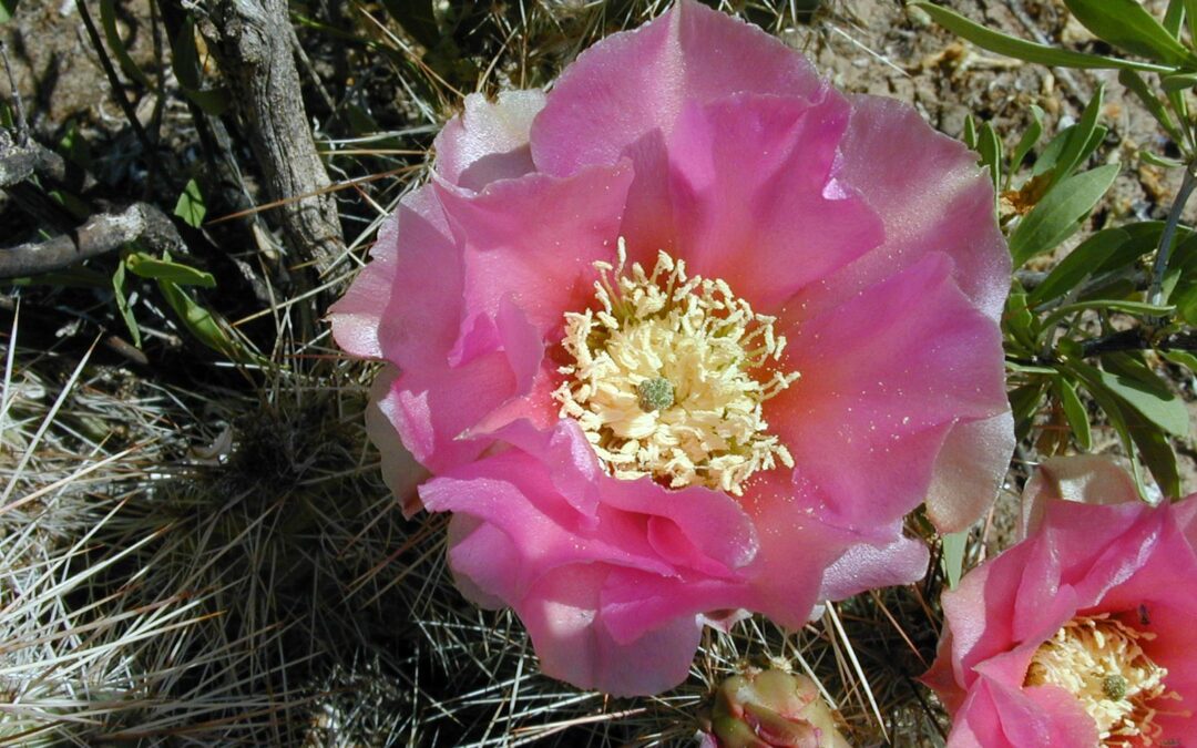 Prickly Pear Blossoms, NM