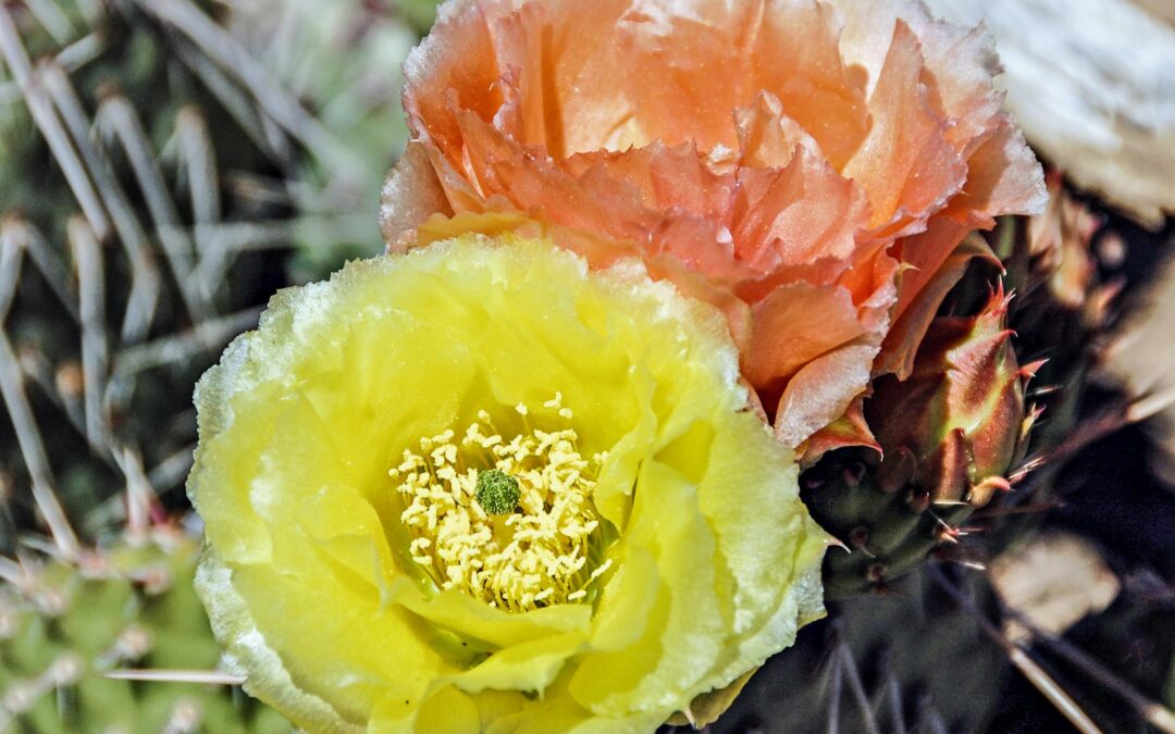 Prickly Pear Blossoms-1, NM